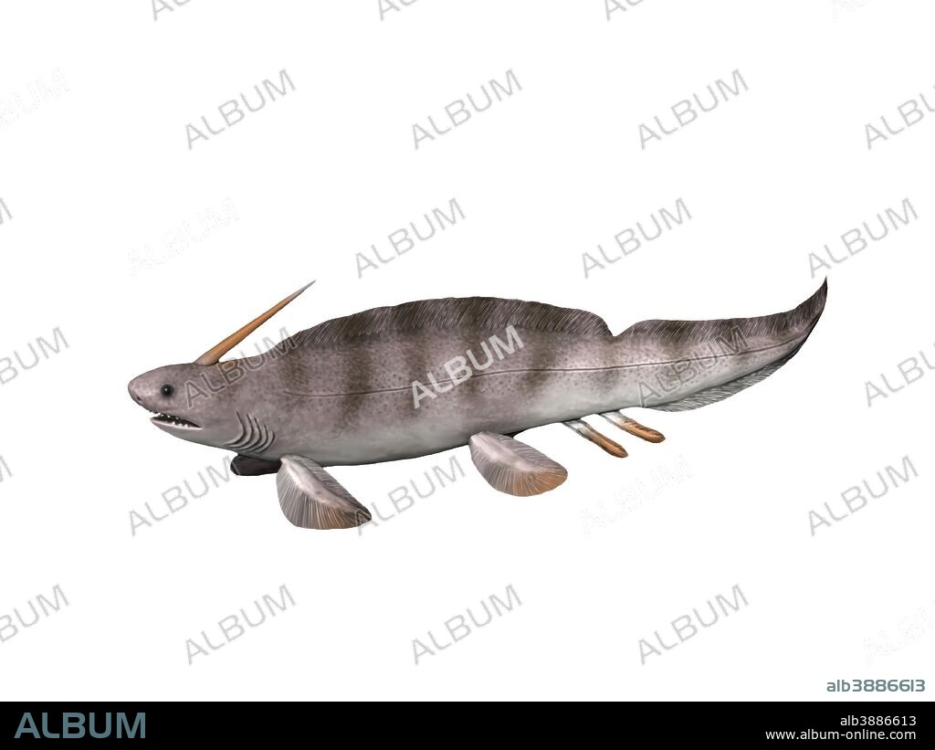 Xenacanthus decheni is a prehistoric shark from the Early Permian of Europe.