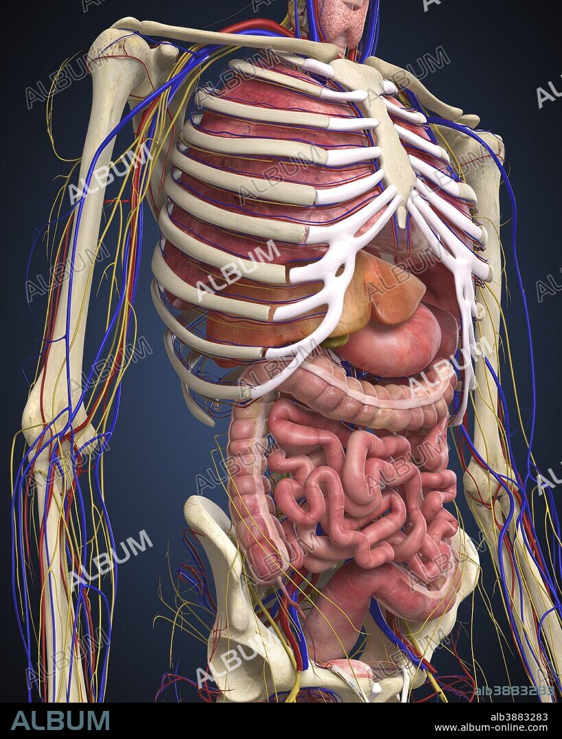Human midsection with internal organs.