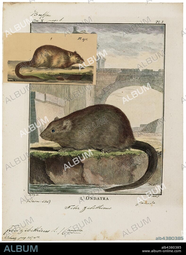 Fiber zibethicus, Print, The muskrat (Ondatra zibethicus), the only species in genus Ondatra and tribe Ondatrini, is a medium-sized semiaquatic rodent native to North America and an introduced species in parts of Europe, Asia, and South America. The muskrat is found in wetlands over a wide range of climates and habitats. It has important effects on the ecology of wetlands, and is a resource of food and fur for humans., 1700-1880.