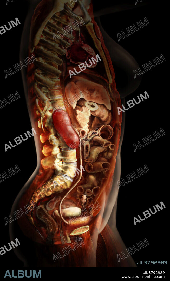 Female urinary system revealing lateral views of the kidneys, ureters, bladder and urethra. The urinary system is responsible for fluid balance and waste excretion. Blood enters the kidneys where waste products are excreted to form a fluid called filtrate. Filtrate continues to collect additional waste products and minerals as it travels through the winding tubules of the kidney. Eventually, the filtrate becomes urine as it is channeled out of the kidney, into the ureters, down to the bladder and eventually out through the urethra to the external body.