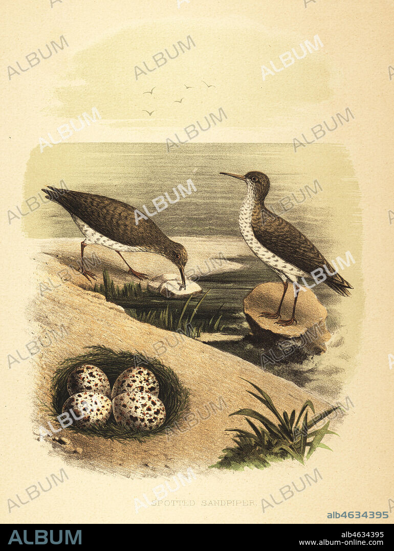 Nest and eggs of the spotted sandpiper, Actitis macularius. Chromolithograph after an illustration by Edwin Sheppard from Thomas George Gentrys Nests and Eggs of the Birds of the United States, J.A. Wagenseller, Philadelphia, 1881.