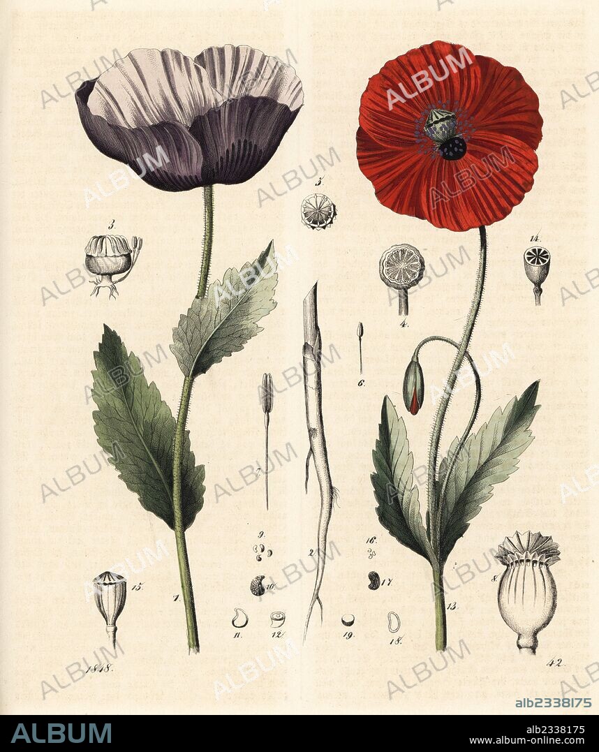 Opium poppy, Papaver somniferum 1 and corn poppy, Papaver rhoeas 13. Handcoloured lithograph from Carl Hoffmann's Book of the World, Stuttgart, 1848.