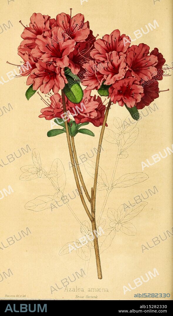 Revue horticole Paris Librairie agricole de la maison rustique 1829-1974 France Gardening Horticulture Periodicals Taxonomy: binomial = Azalea amoena, A vibrant depiction of Azalea amena, showcasing clusters of striking red flowers in full bloom. The intricate details highlight the delicate petals and lush greenery, with a focus on the elegant arrangement of the blossoms cascading from slender stems. A faint outline hints at the botanical precision, capturing the essence of this beautiful flowering plant. The presentation is both artistic and informative, celebrating the natural beauty of the Azalea species.