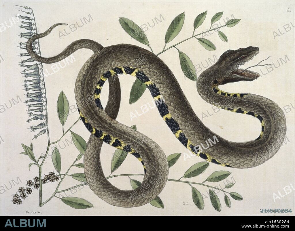 Waterviper Snake  Vipera Aquatica  Mark Catesby (1679-1749 British)  Newberry Library, Chicago.