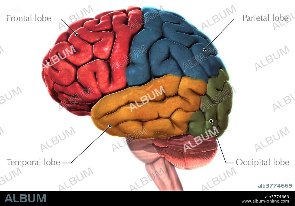 A 3D illustration of the human brain from a lateral (side) view. The different regions of the brain are colored red (frontal lobe), blue (parietal lobe), yellow (temporal lobe) and green (occipital lobe).