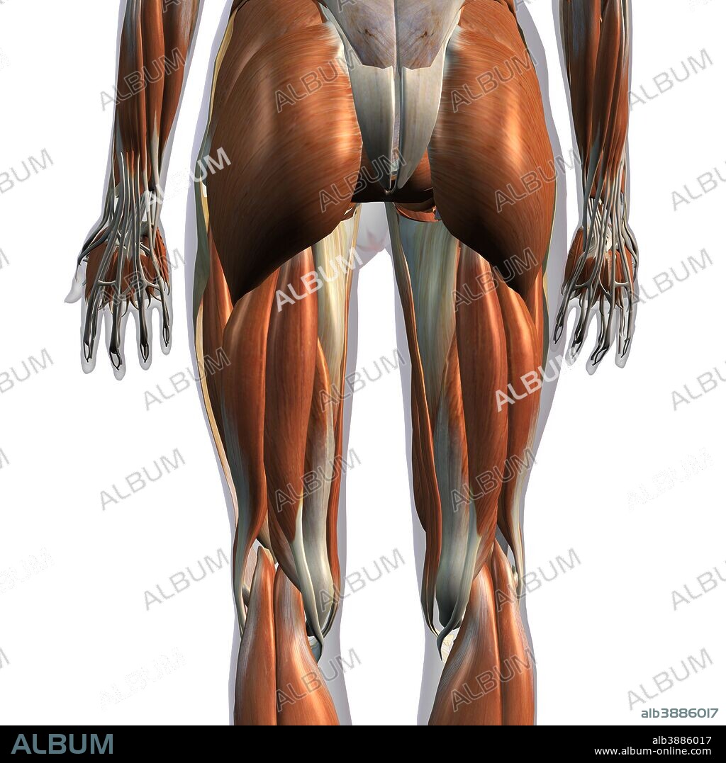 Posterior view of female leg muscles on white background.