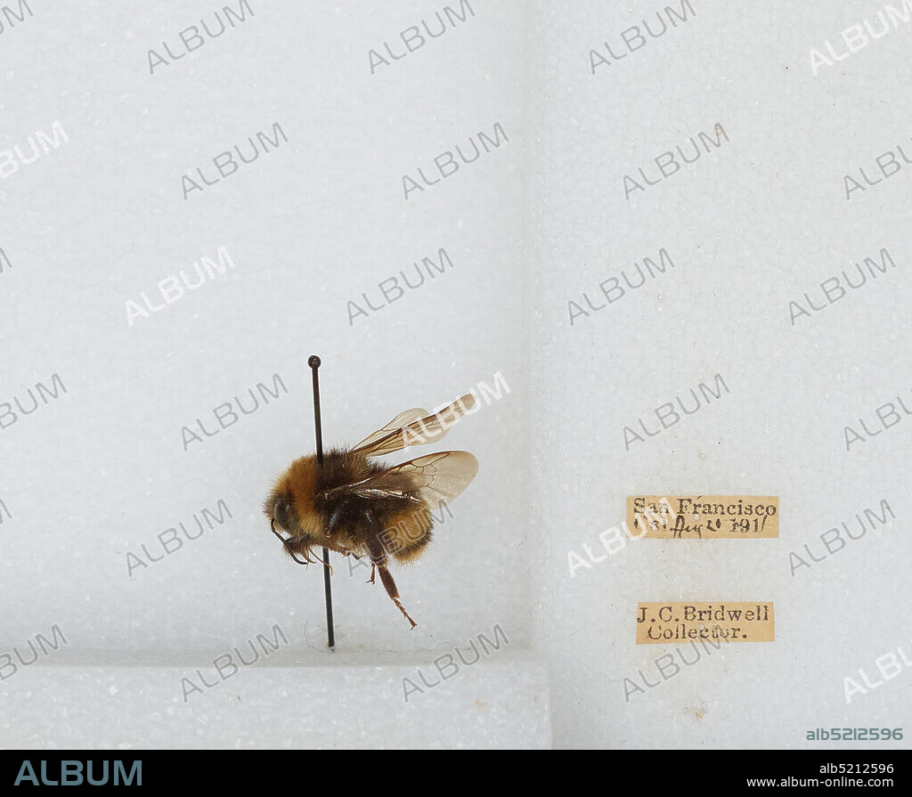 San Francisco, California, United States, Bombus (Bombus) occidentalis Greene, Animalia, Arthropoda, Insecta, Hymenoptera, Apidae, Apinae.