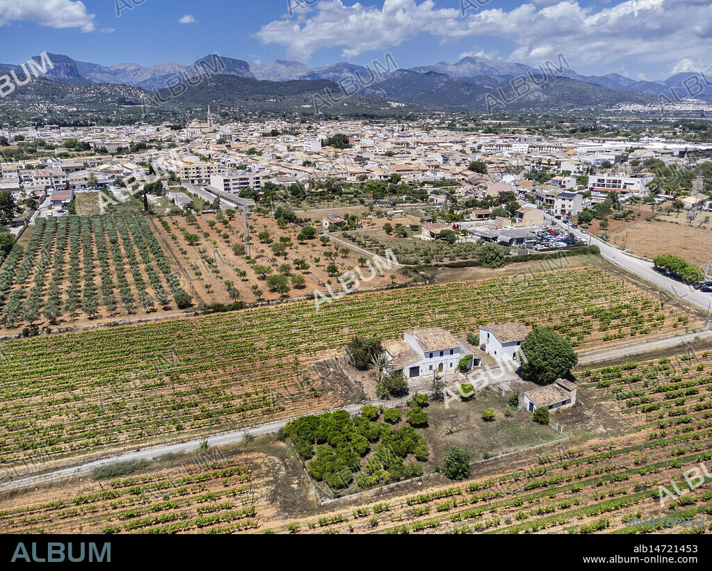Vineyards of the José Luis Ferrer winery with the town of Binissalem in the background, Mallorca, Balearic Islands, Spain.