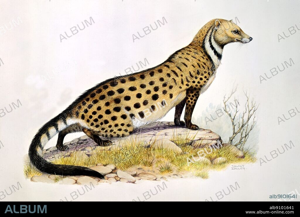 The Travancore race of the large spotted civet (South India) - drawing by Helmut Diller. ©TopFoto.