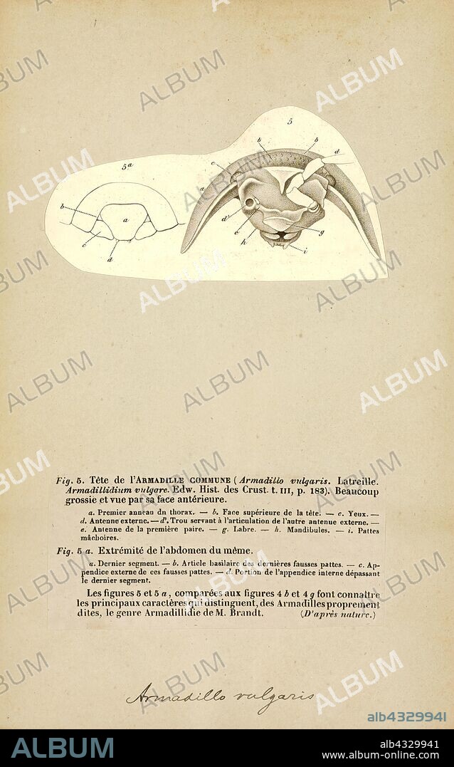Armadillo vulgaris, Print, Armadillidium vulgare, the (common) pill-bug, potato bug, (common) pill woodlouse, roly-poly, doodle bug, or carpenter, is a widespread European species of woodlouse. It is the most extensively investigated terrestrial isopod species.