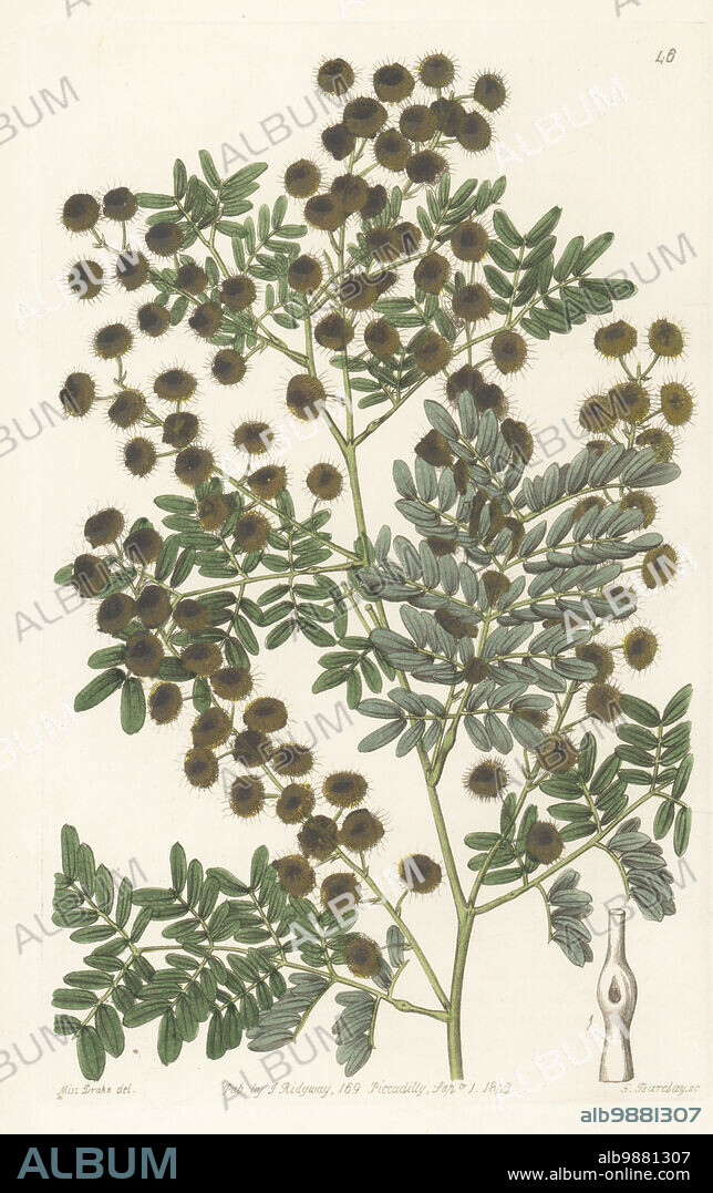 Mudgee wattle, glory wattle, Pilliga wattle, golden wattle or showy acacia, Acacia spectabilis. Native to New South Wales and Queensland, Australia. Found by Allan Cunningham. Handcoloured copperplate engraving by George Barclay after a botanical illustration by Sarah Drake from Edwards Botanical Register, continued by John Lindley, published by James Ridgway, London, 1843.