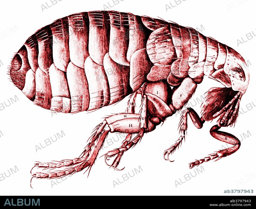 Drawing of a flea done by Robert Hooke & published in Micrographia in 1665. Hooke was curator of experiments at the Royal Microscopical Society of London, which was founded in 1660. He used a compound microscope to view a wide range of specimens, then drew & published the results of his remarkably detailed observations. Some of the illustrations in Micrographia were supposedly down by Christopher Wren, the architect. Hooke is best remembered for his discovery of the fundamental unit of life, the cell, based on his observations of a section of cork. Born in 1635, he died on March 3rd 1703.