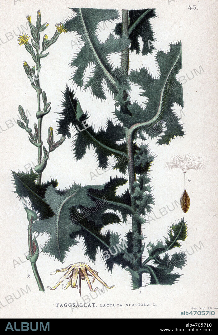 SCAROLE, Lactuca scariola (LAITUE SCARIOLE ou SCAROLE). Chromolithographie in La FLORE des pays nordiques , 1905. les illustrations sont realisees a partir des oeuvres de Johan Wilhelm Palmstruch (1802-1843). Chromolithograph from Carl Lindman's "Bilder ur Nordens Flora" (Pictures of Northern Flora), Stockholm, Wahlstr¨m & Widstrand, 1905. Lindman (1856-1928) was Professor of Botany at the Swedish Museum of Natural History (Naturhistoriska Riksmuseet). The chromolithographs were based on Johan Wilhelm Palmstruch's "Svensk botanik" (1802-1843).