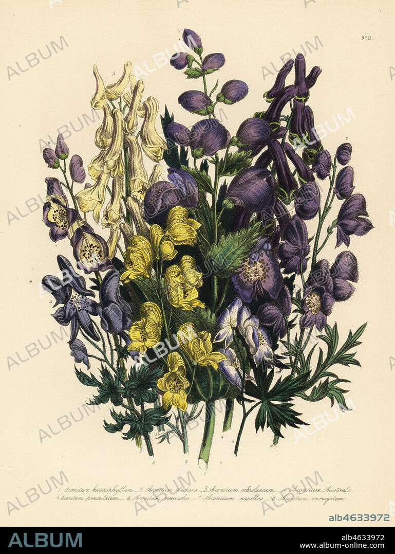 Various-leaved monkshood, Aconitum heterophyllum, yellow monkshood, A. anthora, pale yellow monkshood, A. ochroleucum, Carpathian purple wolfsbane, panicled monkshood, A. paniculatum, A. versicolor, common monkshood, A. napellus, and A. variegatum. Handfinished chromolithograph by Henry Noel Humphreys after an illustration by Jane Loudon from Mrs. Jane Loudon's Ladies Flower Garden of Ornamental Perennials, William S. Orr, London, 1849.