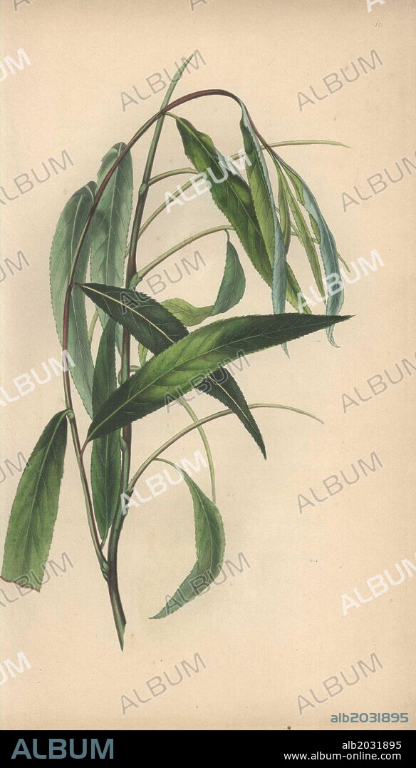 Weeping willow, Salix babylonica. Handcoloured botanical illustration drawn from nature by Mrs. Rebecca Hey from her own "Spirit of the Woods," London, Longman, Rees, 1837. Rebecca Hey was a Victorian writer, poet and artist who wrote "Moral of Flowers" 1833 and "Recollections of the Lakes" 1841. The plates were probably engraved by William Clark, former draughtsman to the London Horticultural Society, and engraver on Hey's previous book.