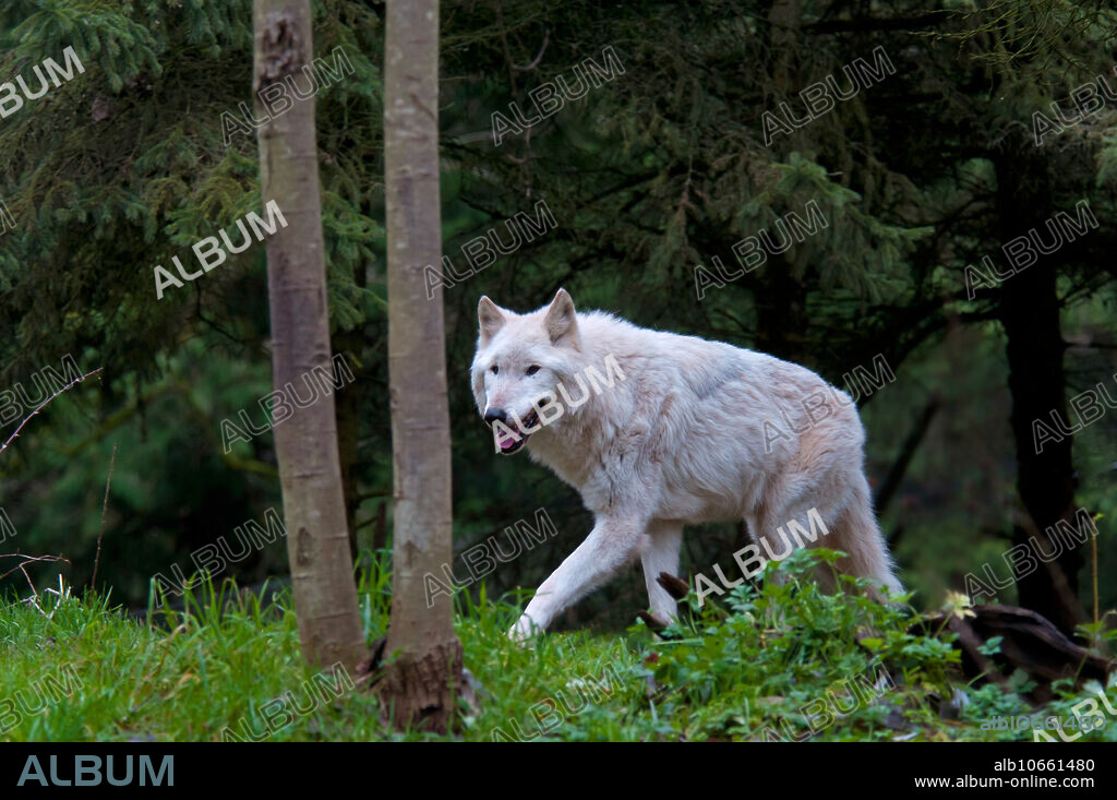 Gray wolf (Canis lupus), white morph. Wolves can range in color from white, blonde, cream, and ochre to gray, brown and black. The different variations are referred to as morphs or phases.