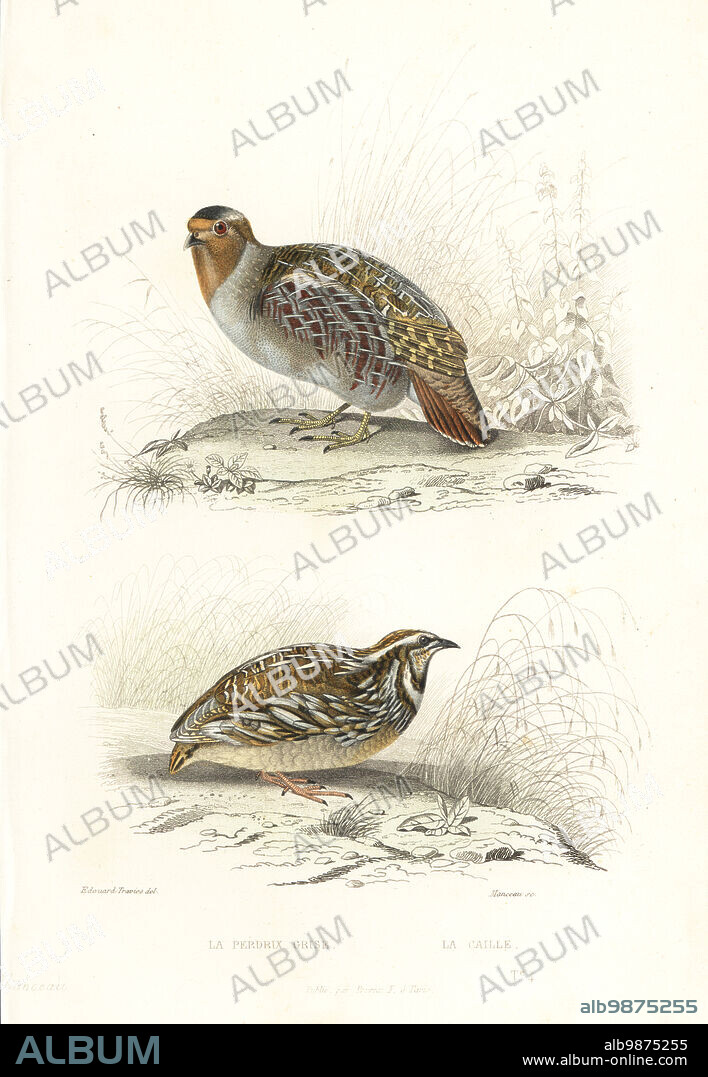 Grey partridge, Perdix perdix, and common quail, Coturnix coturnix. Le perdrix grise, Tetrao perdix, Le caille, Tetrao coturnix. Handcoloured steel engraving by Manceau after an illustration by Edouard Travies from Achille Richard's Oeuvres Completes de Buffon, Pourrat Freres, Paris, 1839.