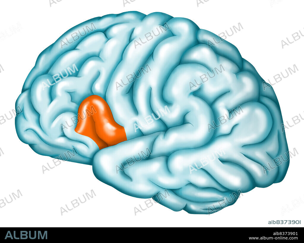 Broca's area.. Broca's area (in orange), located in the frontal lobe (Brodmann's area 44 and 45), is the center of the articulated language (production of language). It constitutes, with the Wernicke's area (comprehension of heard language, see. image 0745107), one of the main cerebral areas of language.