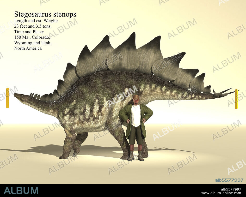 Size reference chart of a 23 foot long Stegosaurus stenops dinosaur alongside a human for comparison.