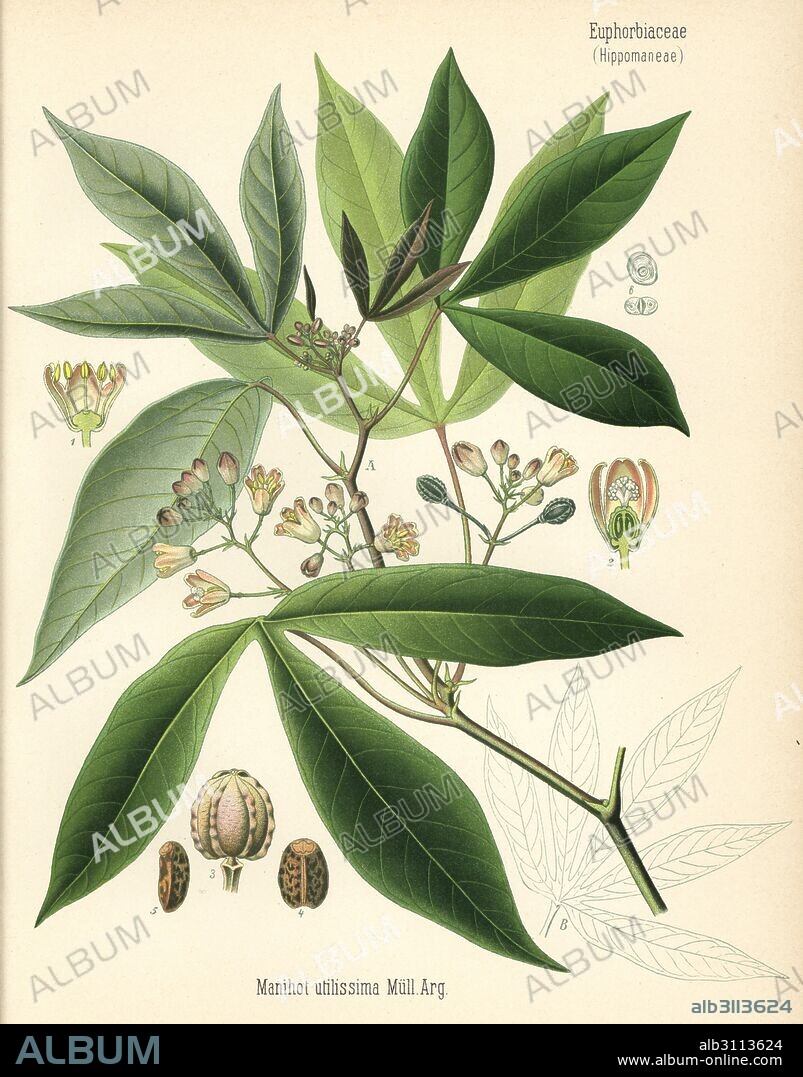 Cassava, manioc or tapioca, Manihot esculenta (Manihot utilissima). Chromolithograph after a botanical illustration from Hermann Adolph Koehler's Medicinal Plants, edited by Gustav Pabst, Koehler, Germany, 1887.