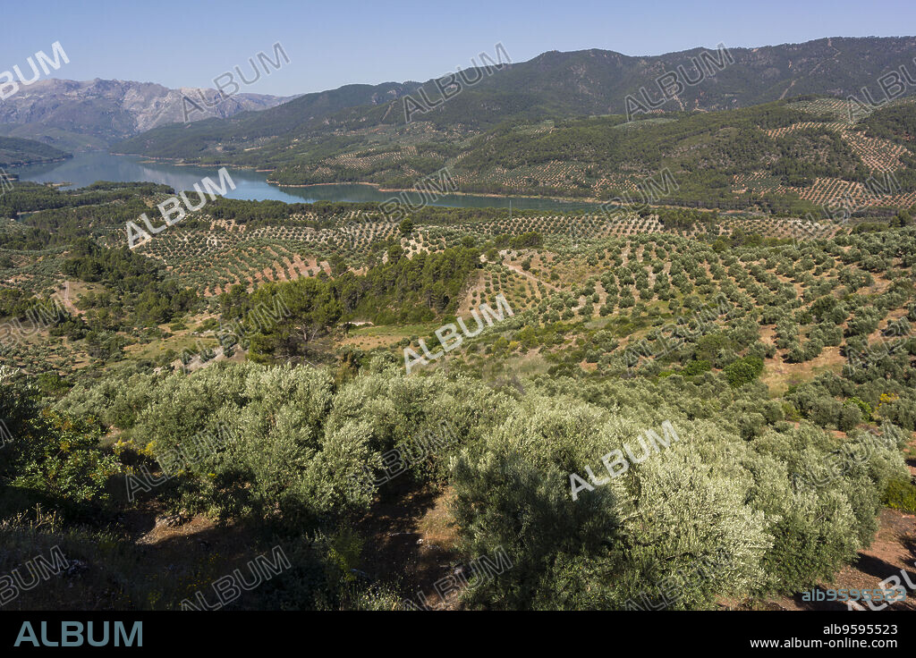 olive trees, Hornos, natural park sierras de Cazorla, Segura y Las Villas, Jaen, Andalucia, Spain.