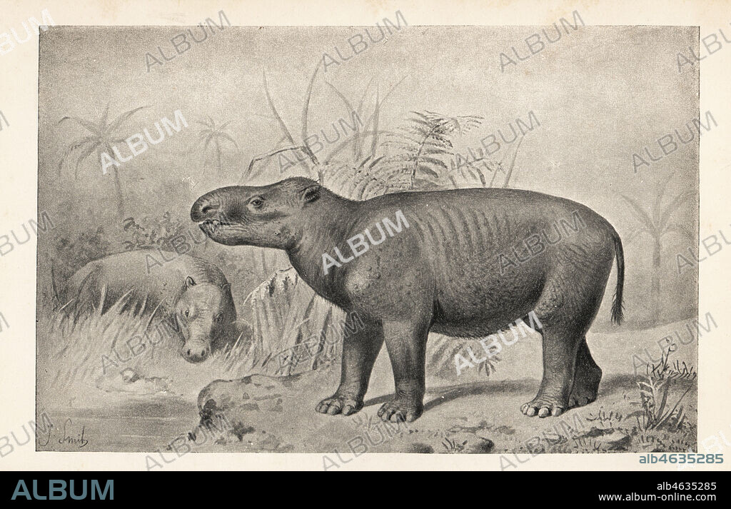 An ancient mammal Coryphodon radians (Coryphodon hamatus), Eocene Period. Print after an illustration by Joseph Smit from Henry Neville Hutchinsons Creatures of Other Days, Popular Studies in Palaeontology, Chapman and Hall, London, 1896.