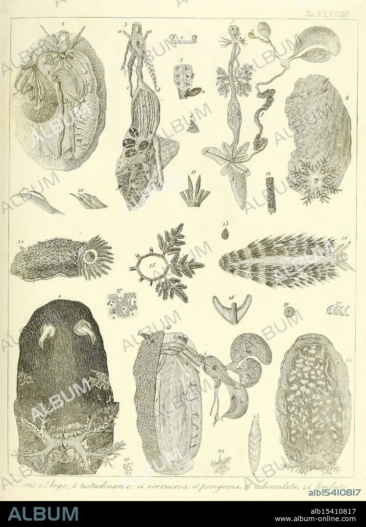 Memorie sulla storia e notomia degli animali senza vertebre del regno di Napoli, Napoli, 1823-1829, anatomy, invertebrates, leeches, Naples, Bay of Italy, zoology, Museum of Comparative Zoology, This illustration features a collection of diverse biological specimens displayed in a systematic arrangement. Each numbered figure represents various forms of life, including intricate plant structures, detailed representations of microorganisms, and unique anatomical features of different organisms. The composition highlights the complexity and variety found in nature, showcasing both familiar and exotic elements. Distinct features such as textures, shapes, and patterns are emphasized, inviting viewers to appreciate the intricacies of these life forms. The arrangement suggests a study of natural history or biology, aimed at educating observers about the diversity and interrelation of living organisms.