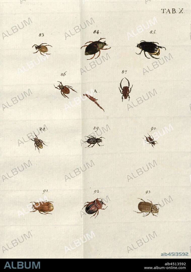Arboricolae your Dendrocanthari. Laubkäfer 5, 83. Insignifer, 84. Trigonus, 85. Niger Unungulus ex India occident, 86. Unungulus, 87. Unungulus Longipes, 88. Semicrusta, 89. Cavdiger Maior, 90. Cavdiger Minor, 91. Spilophthalmus, 92. Antennodensus, 93. Monachus Cinereus, signed: Val Bischoff excudit, Tab. X, after p. 103, Voet, Johannes Eusebius (del.); Bischoff, Valentin (exc.), 1785, Johannes Eusebius Voet; Georg Wolfgang Franz Panzer: Johann Euseb Voets Beschreibungen und Abbildungen hartschaaligter Insecten: Coleoptera Linn. Nürnberg: in der Valentin Bischoffischen Kunst- und Buchhandlung, 1785-1798.