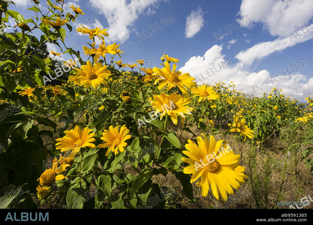 girasoles silvestres, laderas del volcán Tolimán , lago de Atitlán ,Guatemala, Central America.