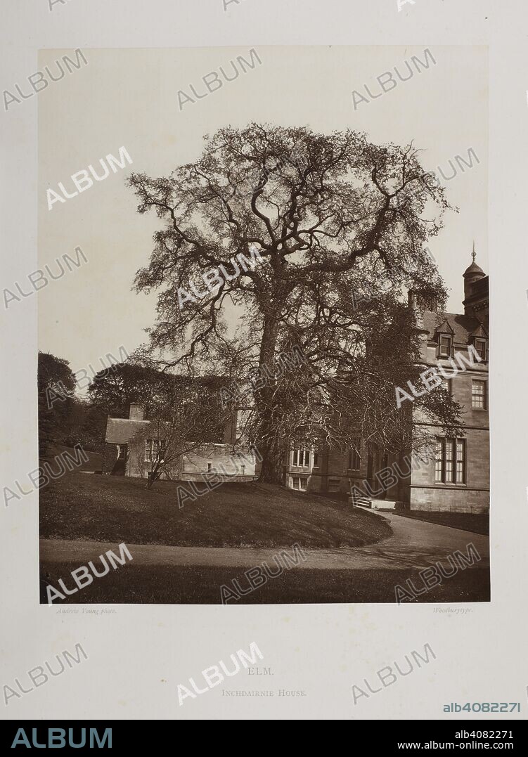 JOHN JEFFREY and ANDREW YOUNG. Elm. Inchdairnie house. The trees and shrubs of Fife and Kinross. By John Jeffrey and Charles Howie. [Leith] : Printed for private circulation by Reid & Son, Timber Bush, Leith, 1879. Source: HS.74/1838 plate 13.