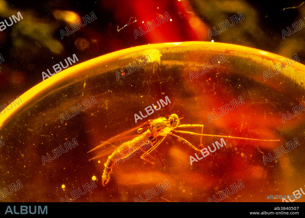 Fossil insect in amber. Fossilized insect embedded in amber. Amber is a sticky resin produced by wounded pines and other trees. It traps small insects as it solidifies and hardens, and can preserve their bodies for many millions of years. This is one of the few processes by which fossils are preserved complete with all of their soft tissues.