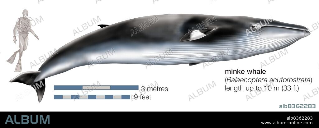 Minke whale (Balaenoptera acutorostrata).