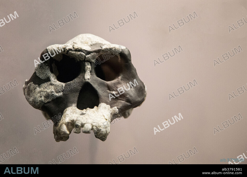 Skull of Australopithecus afarensis, an extinct hominid that lived about 3 million years ago, found in Hadar, Ethiopia. Cast of the original skull. Specimen number: AL444-2.