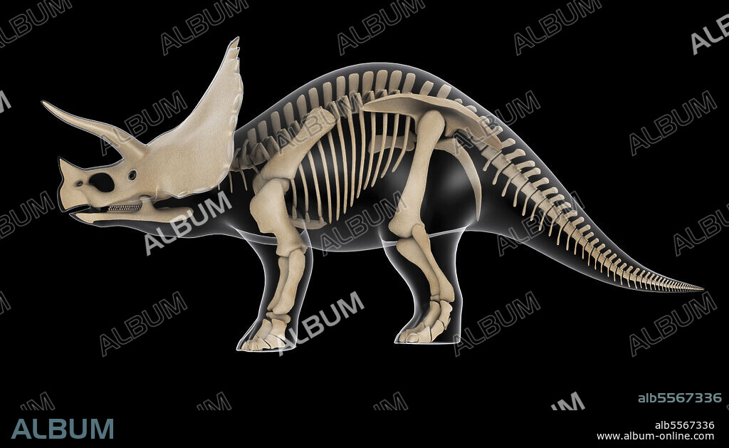Skeletal system of a Triceratops dinosaur, x-ray side view.
