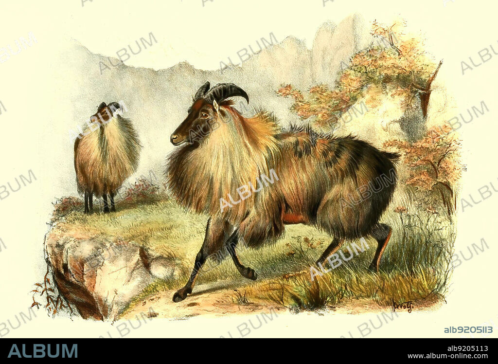 Himalaya-Tahr, Hemitragus jemlahicus, eine in der Himalaya-Region lebende ziegenartige Paarhuferart, Historisch, digital restaurierte Reproduktion einer Vorlage aus dem 19. Jahrhundert / Himalayan tah, Hemitragus jemlahicus, a large even-toed ungulate native to the Himalayas, historical, digital improved reproduction of an original from the 19th century.
