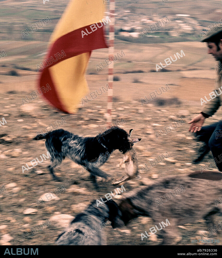 PERRO CAZADOR CON LIEBRE EN LA BOCA - FOTO AÑOS 60.