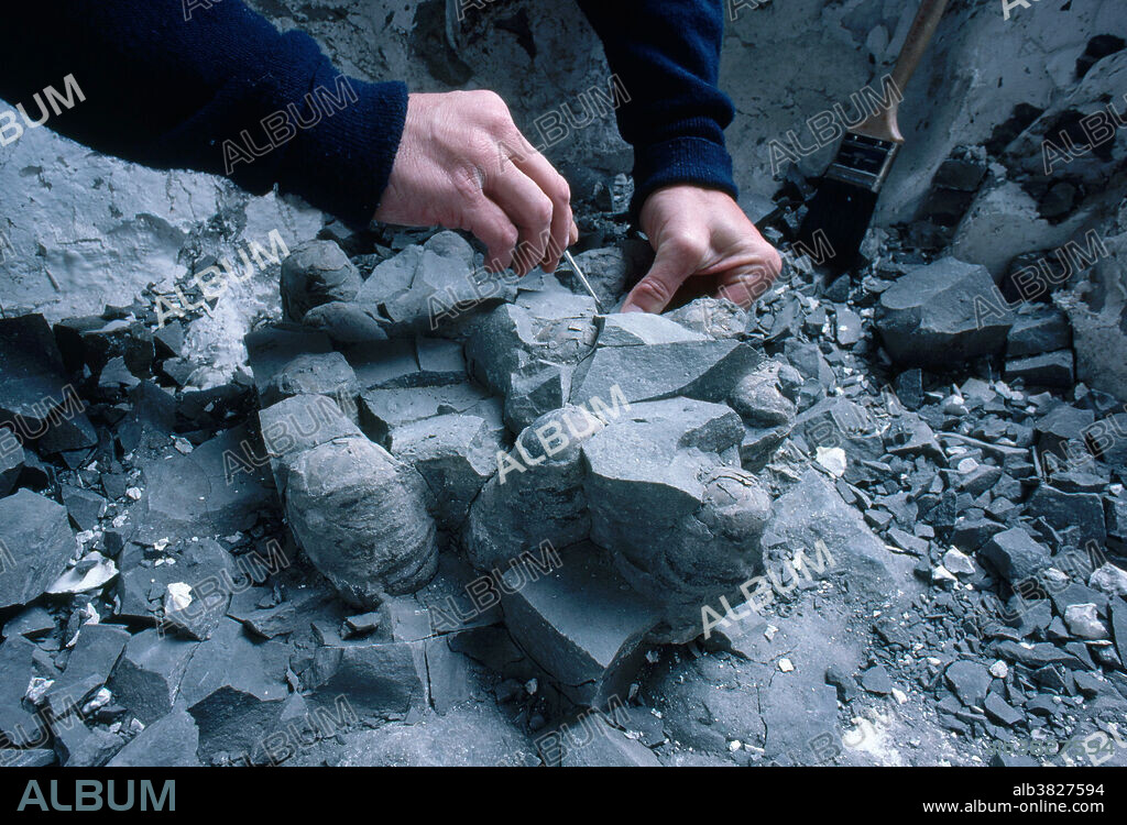 Clutch of eggs of a small (8 foot) Hypsilophodont dinosaur found by John Horner of the Museum of the Rockies, Montana State University. These eggs, here being cleaned of rock, were found at their western Montana work site.