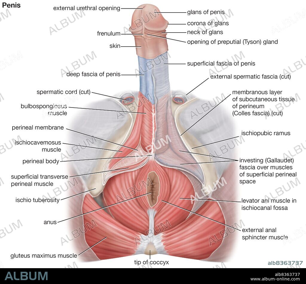 The human male penis.