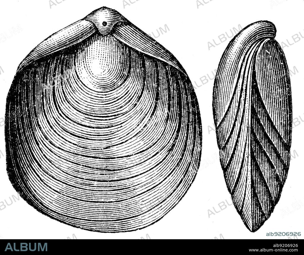 Terebratula numismalis, Brachiopod - Jurastic fossil organisms, encyclopedia 'Education', Russia, 1896.