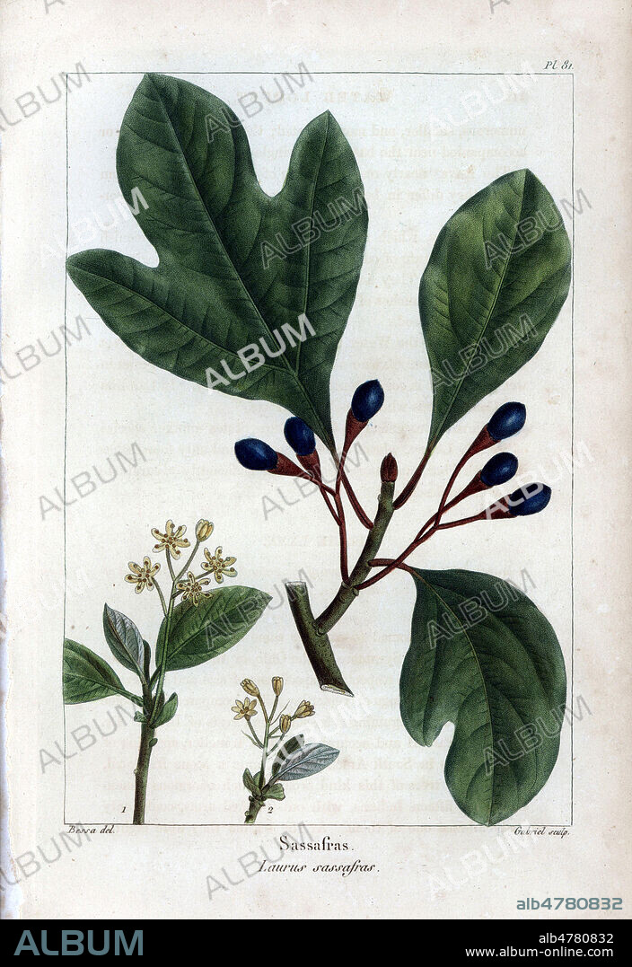 Sassafras: Sassafras Laurier et Laurier des Iroquois, Sassafras tree, Laurus sassafras, Sassafras albidum. Handcolored stipple engraving from a botanical illustration by Pancrace Bessa, engraved on copper by Gabriel, from Francois Andre Michaux's "North American Sylva," Philadelphia, 1857. French botanist Michaux (1770-1855) explored America and Canada in 1785 cataloging its native trees.Gravure 19eme siecle, par P. BESSA, in La FLore de l'Amerique du Nord, par Andre Francois MICHAUX , 1857. Credit FLO/KHARBINE TAPABOR.