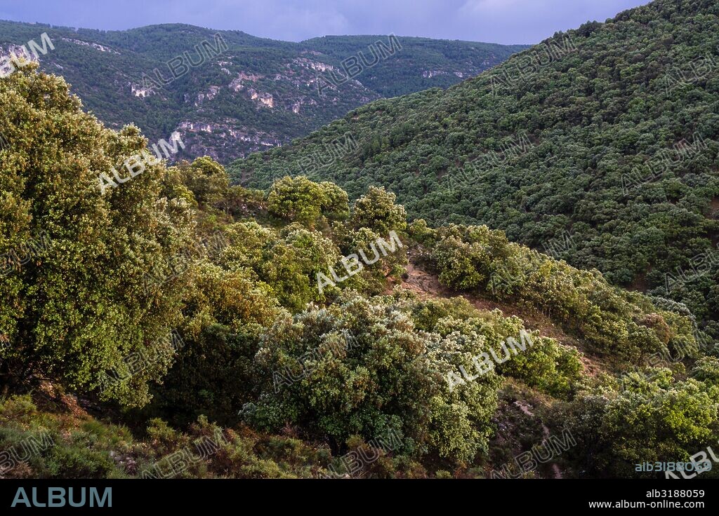 encinar en la cuenca del rio Zumeta, sierra de las Huebras,Parque Natural de las Sierras de Cazorla, Segura y Las Villas , provincia de Jaén, declarado Reserva de la Biosfera por la UNESCO  spain, europe.