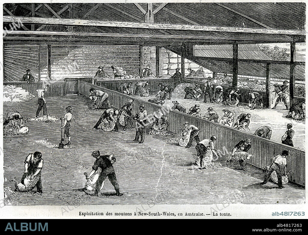 'Exploitation des moutons a New-South-Wales en Australie : la tonte'. Illustration tiree de la revue La Nature du 21 fevrier 1874. Credit : Collection KHARBINE-TAPABOR.
