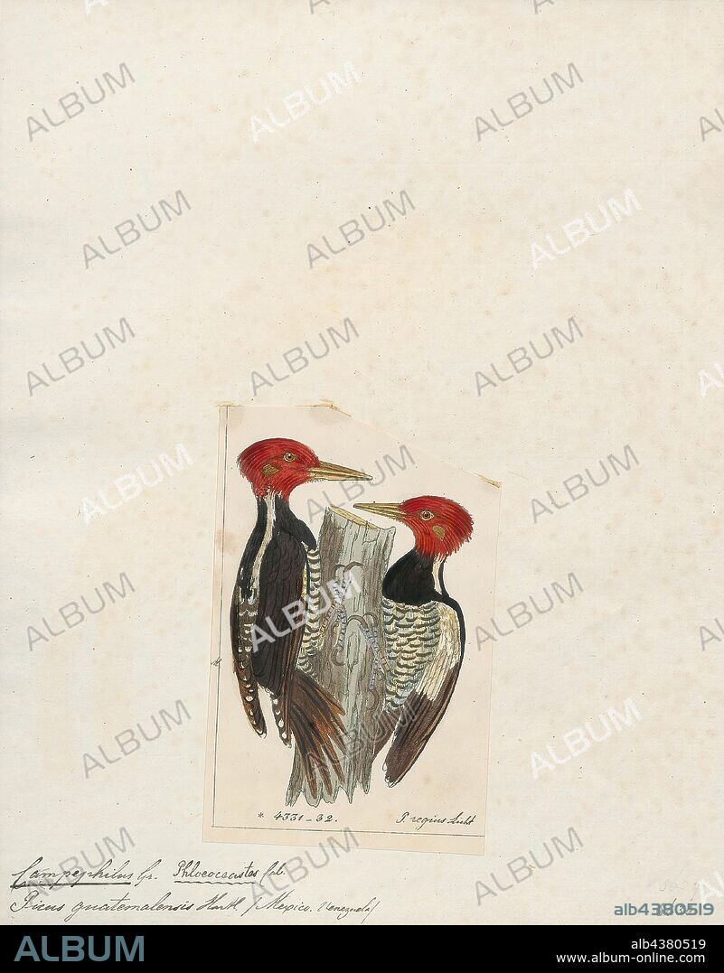 Campephilus guatemalensis, Print, The pale-billed woodpecker (Campephilus guatemalensis) is a very large woodpecker that is a resident breeding bird from northern Mexico to western Panama., 1820-1860.