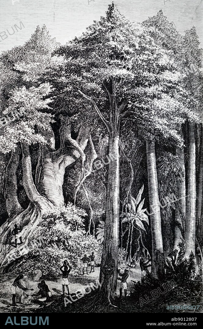 Engraving depicting the collection of latex from a rubber tree (Hevea Brasiliensis) in the Brazilian forest.
