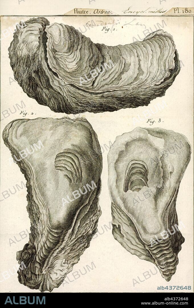 Ostrea canadensis, Print, Ostrea is a genus of edible oysters, marine bivalve mollusks in the family Ostreidae, the oysters.