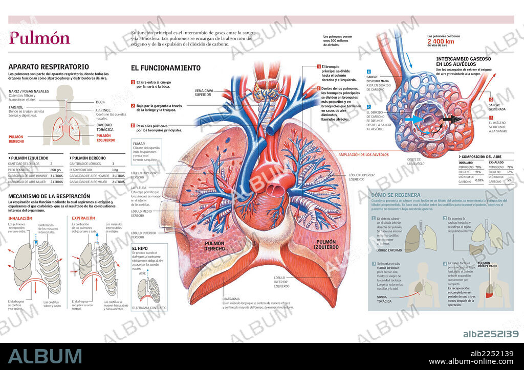 PULMON. Infografía de las partes y funcionamiento del pulmón, el mecanismo de la respiración y su función en el aparato respiratorio.