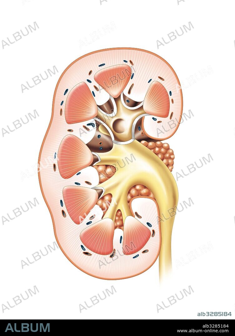 Estructura De Las Imágenes Del Riñón Archivo 3D Anatomía De La
