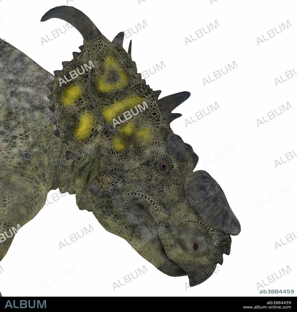 Pachyrhinosaurus dinosaur head. Pachyrhinosaurus was a ceratopsian herbivorous dinosaur that lived in the Cretaceous Period of Alberta, Canada.