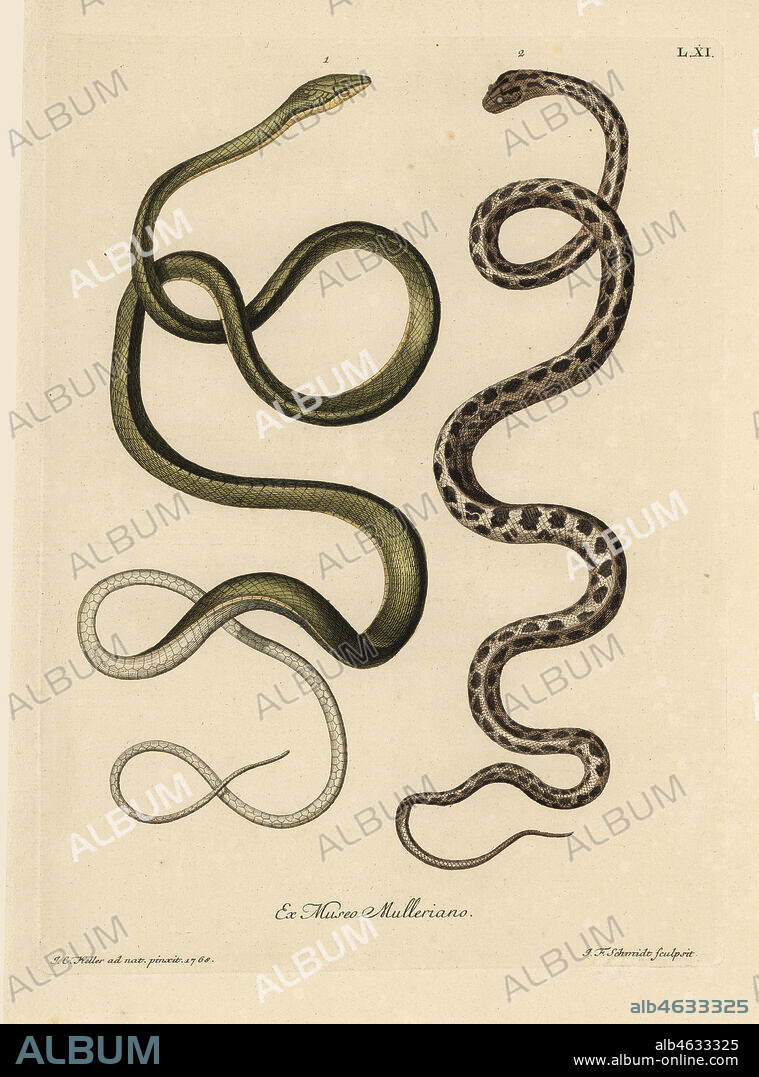Two Suriname snakes: Green snake (Malayan green whipsnake, Ahaetulla mycterizans?) and checkered garter snake, Thamnophis marcianus. Le serpent verd de Surinam, Coluber mycterizans, serpent blanc elegamment tachete de noir en echiquier. Handcoloured copperplate engraving by Johann Friedrich Schmidt after an illustration from nature by Johann Christoph Keller from Georg Wolfgang Knorr's Deliciae Naturae Selectae of Kabinet van Zeldzaamheden der Natuur, Blusse and Son, Nuremberg, 1771. Specimens from a Wunderkammer or Cabinet of Curiosities owned by Dr. Christoph Jacob Trew in Nuremberg.