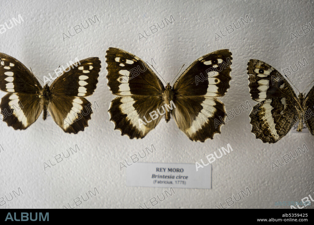 Brintesia circe, Entomology Room, Museo Comarcal de Molina de Aragón, Guadalajara, Spain.